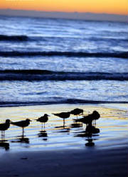 sandpiper.jpg